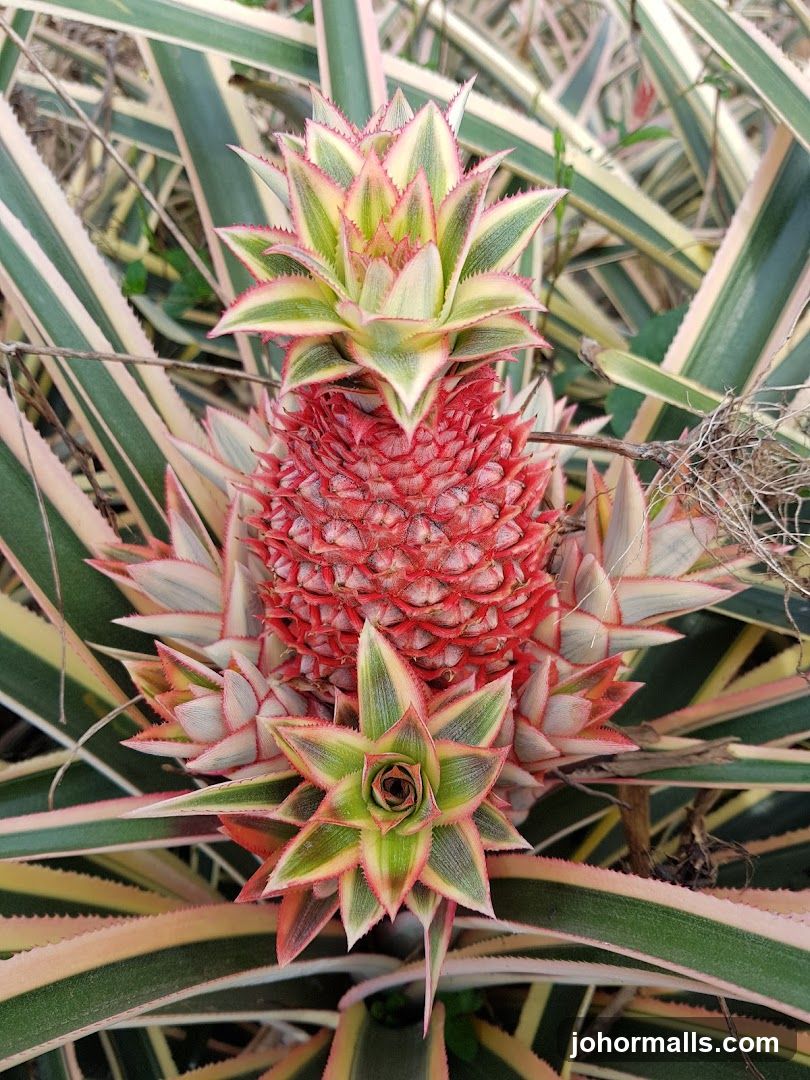 Pineapple Plant