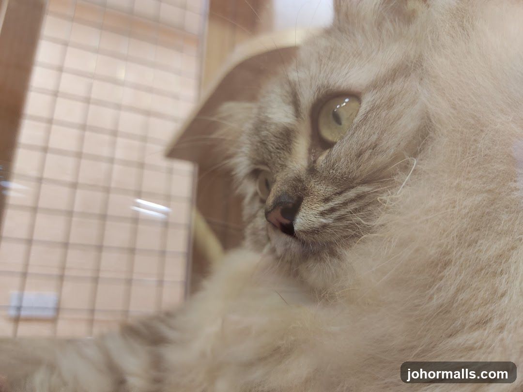 Cat's Face