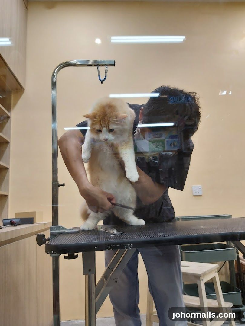 Cat Grooming