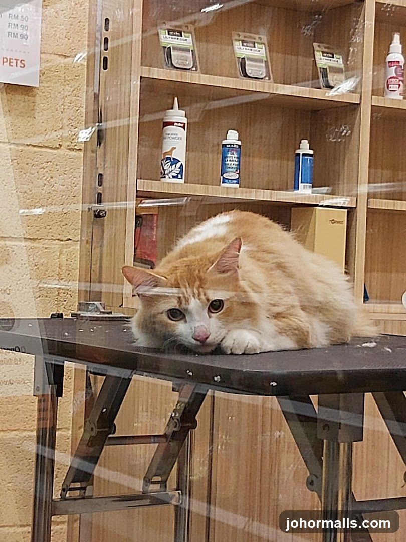 Cat on a table in a pet store