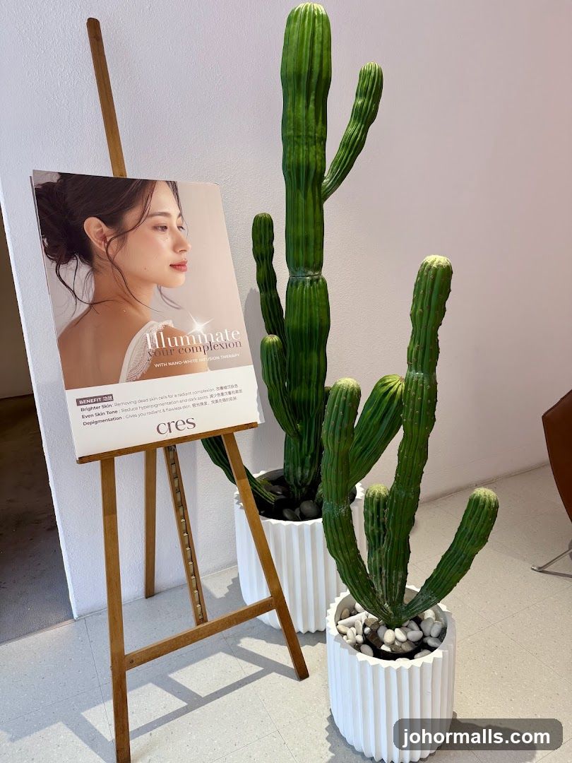 Promotional Display with Cactus Plants