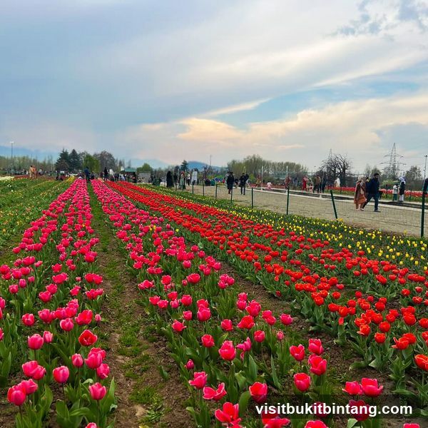 Tulip Garden