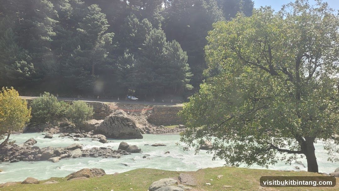 River and Forest Landscape