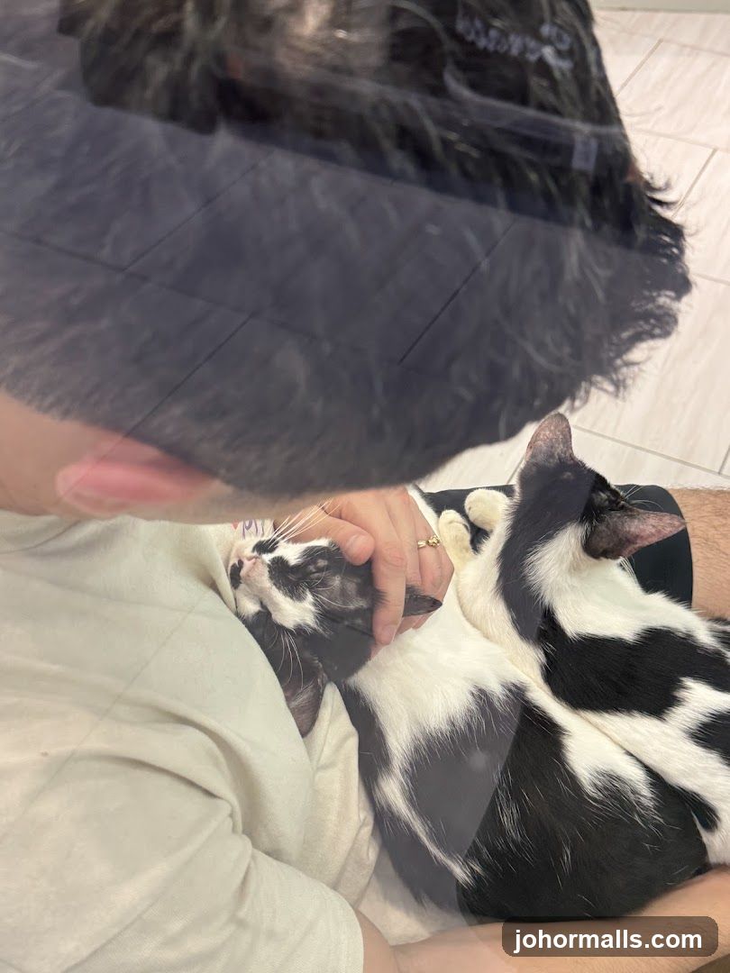 Person holding two cats