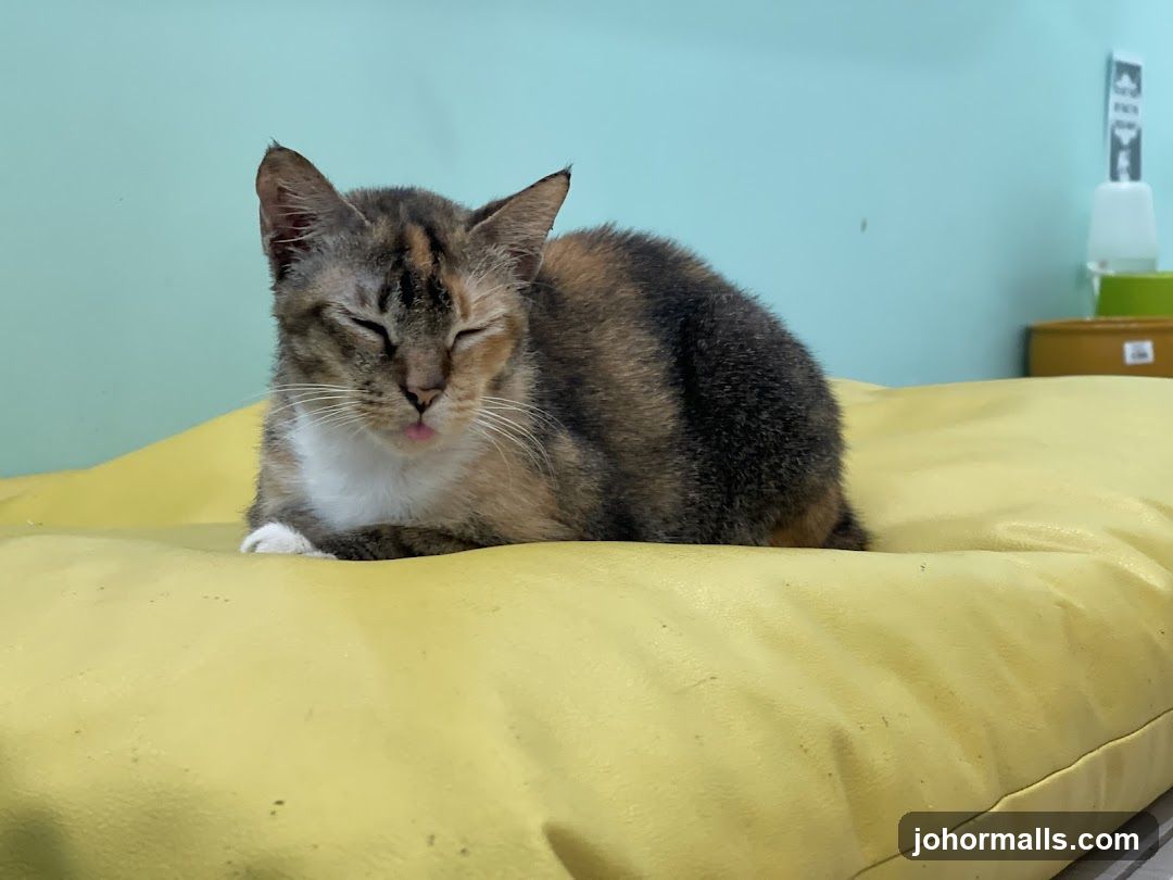 Cat resting on a yellow cushion