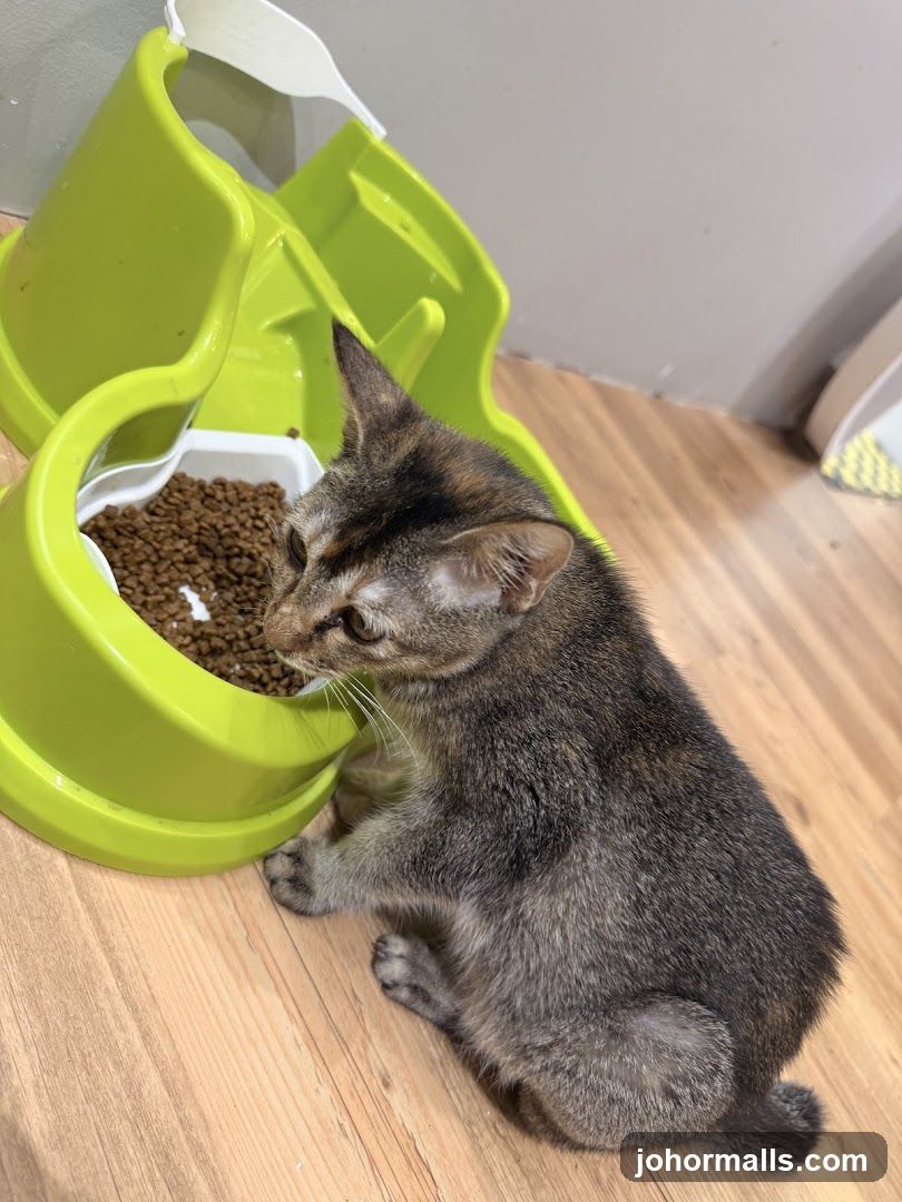 Kitten eating from a feeder
