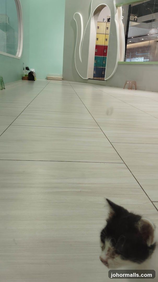 Cat Cafe Interior