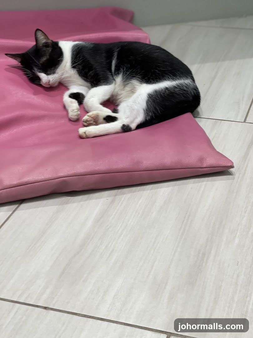 Cat Sleeping on Pink Cushion
