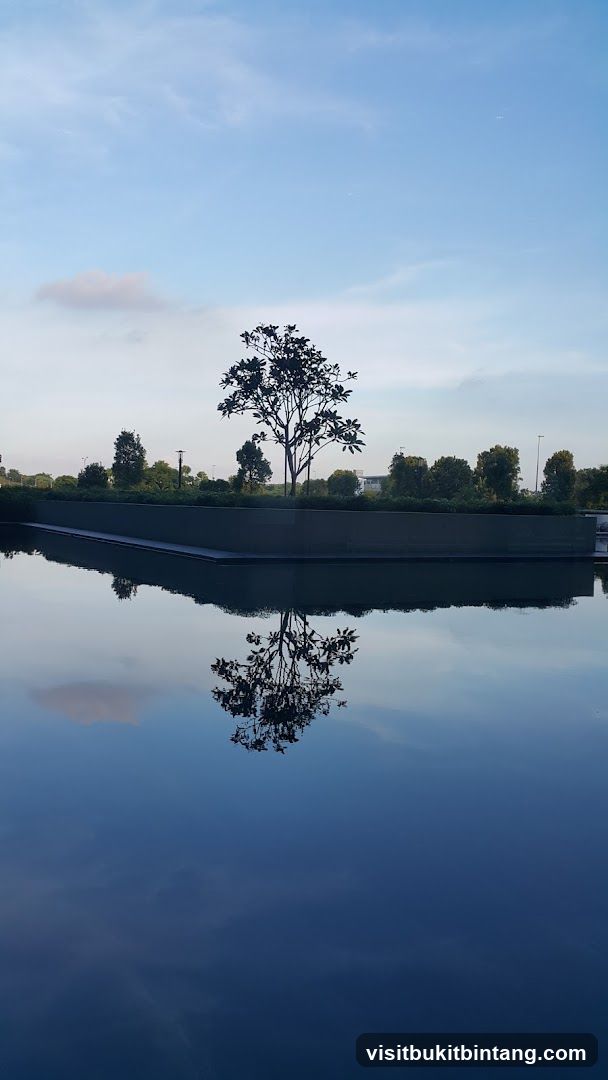 Tree reflected in water