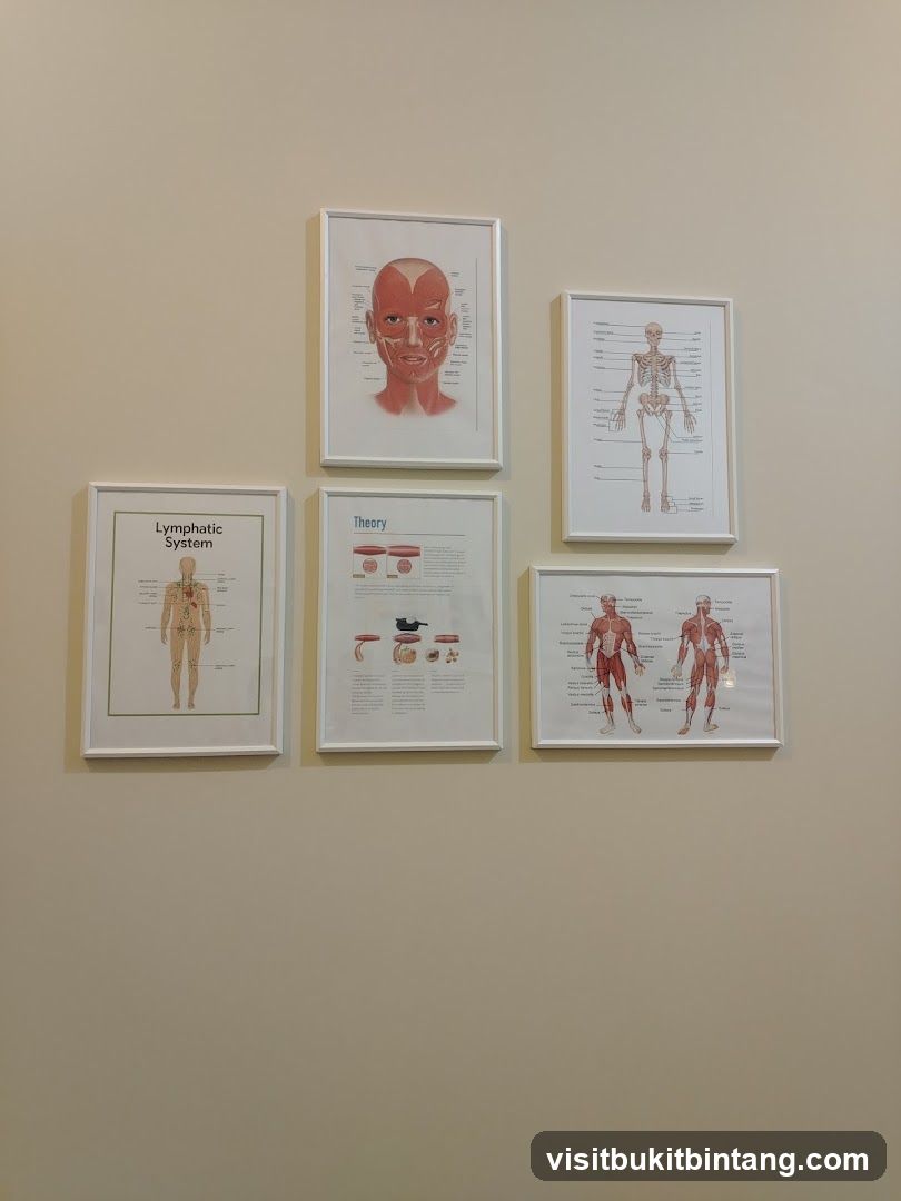 Anatomy Posters
