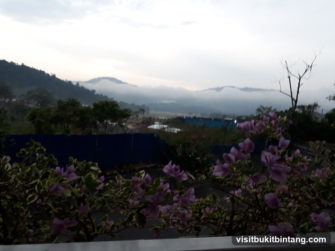 Misty Mountains and Flowers