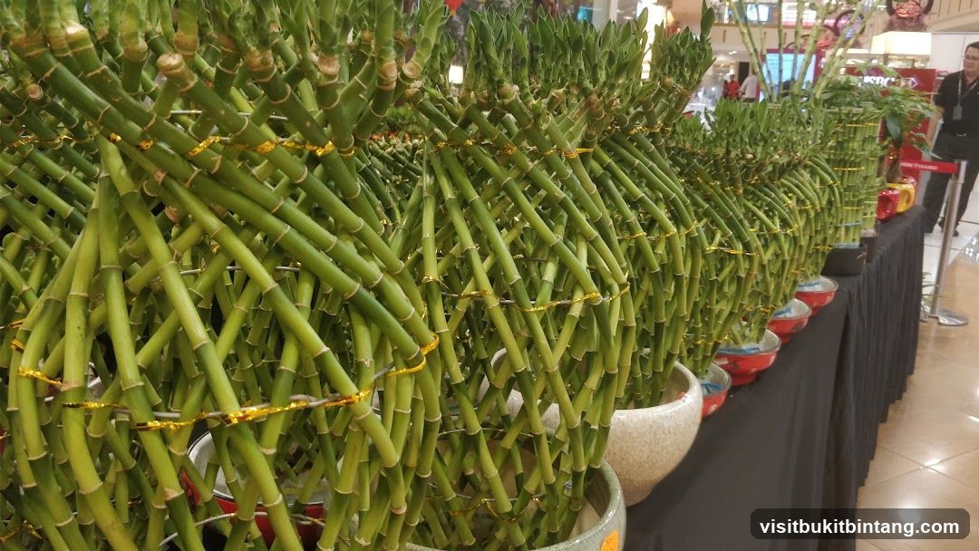 Lucky Bamboo Display