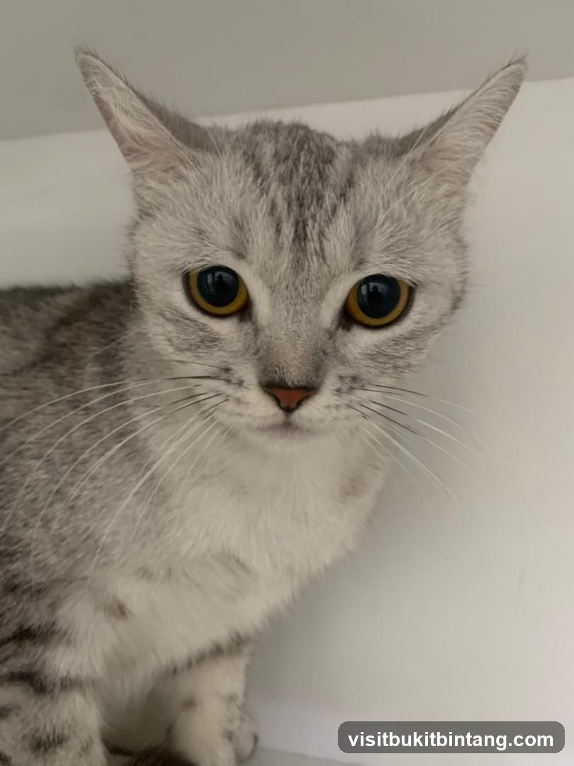Meowever Cat Centre