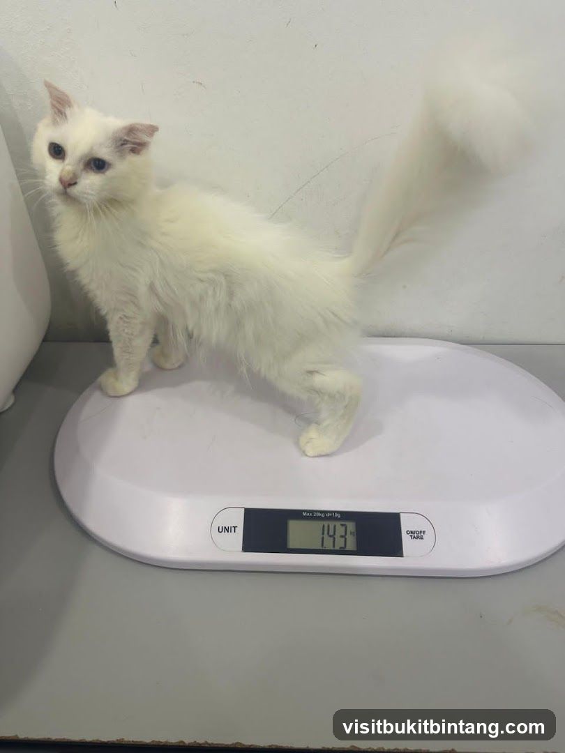 White cat on a scale