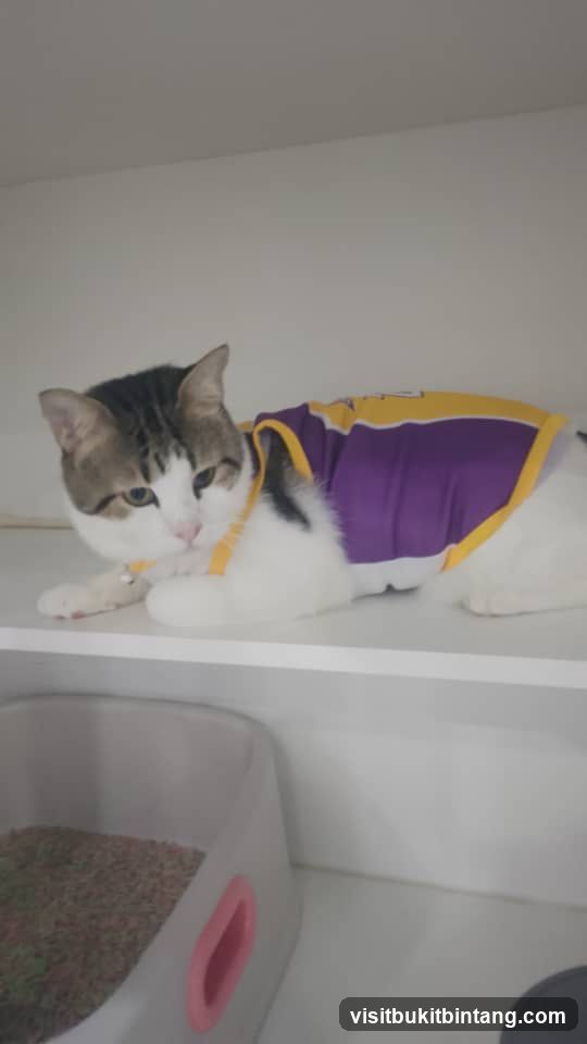 Cat in a purple and yellow shirt