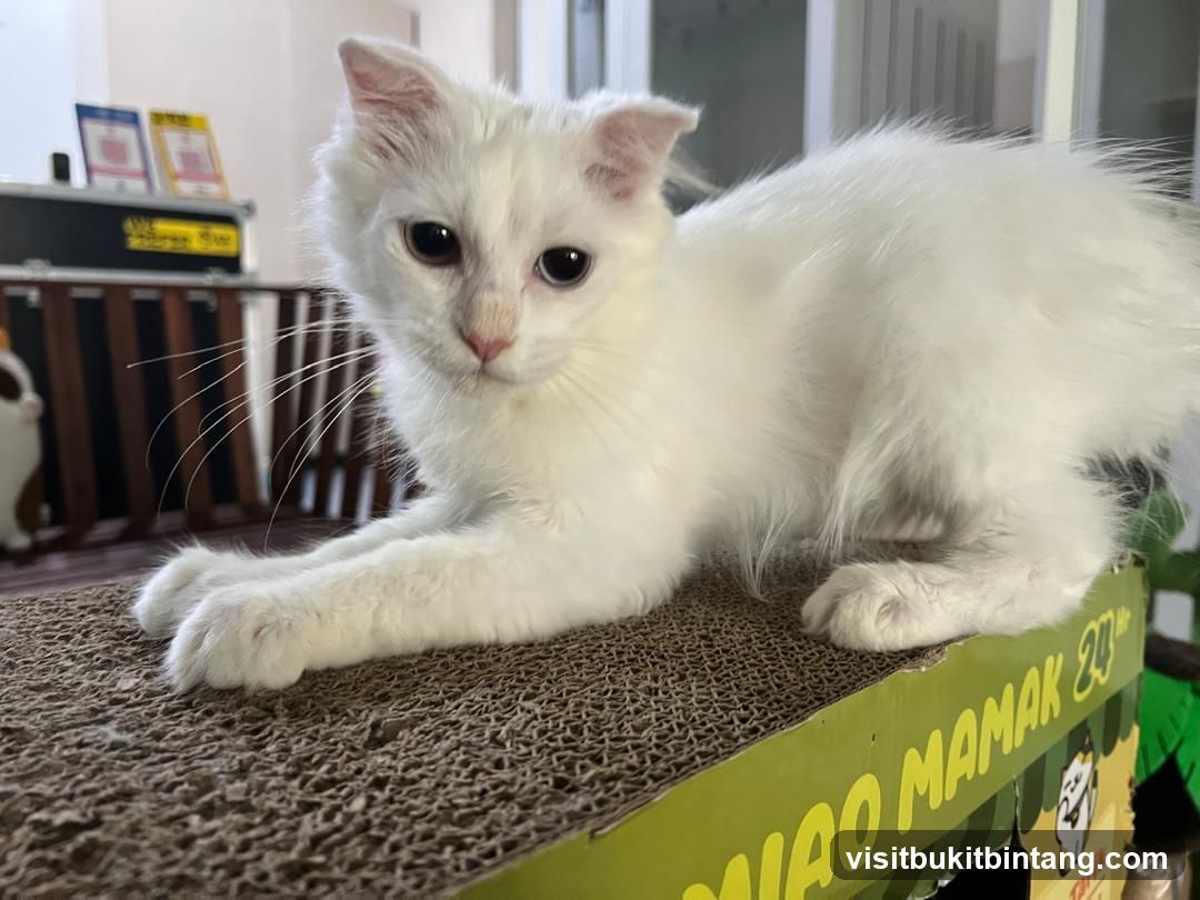 White cat on a scratching post