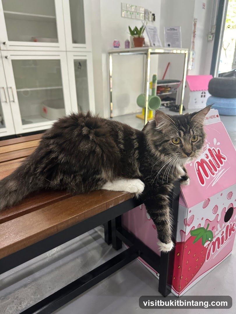 Cat on a milk carton-shaped bed