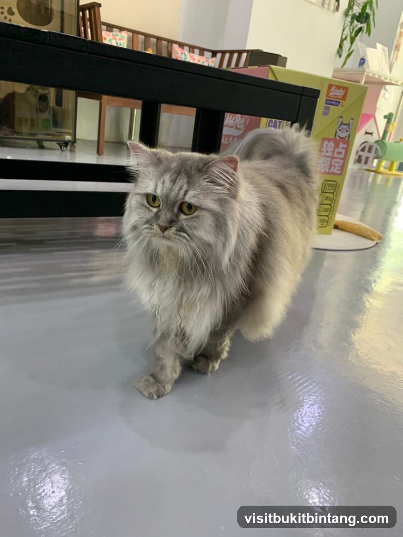 Fluffy Cat in a Cafe