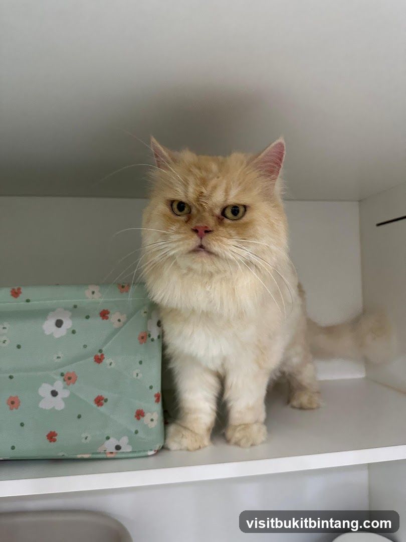 Grumpy Cat on Shelf
