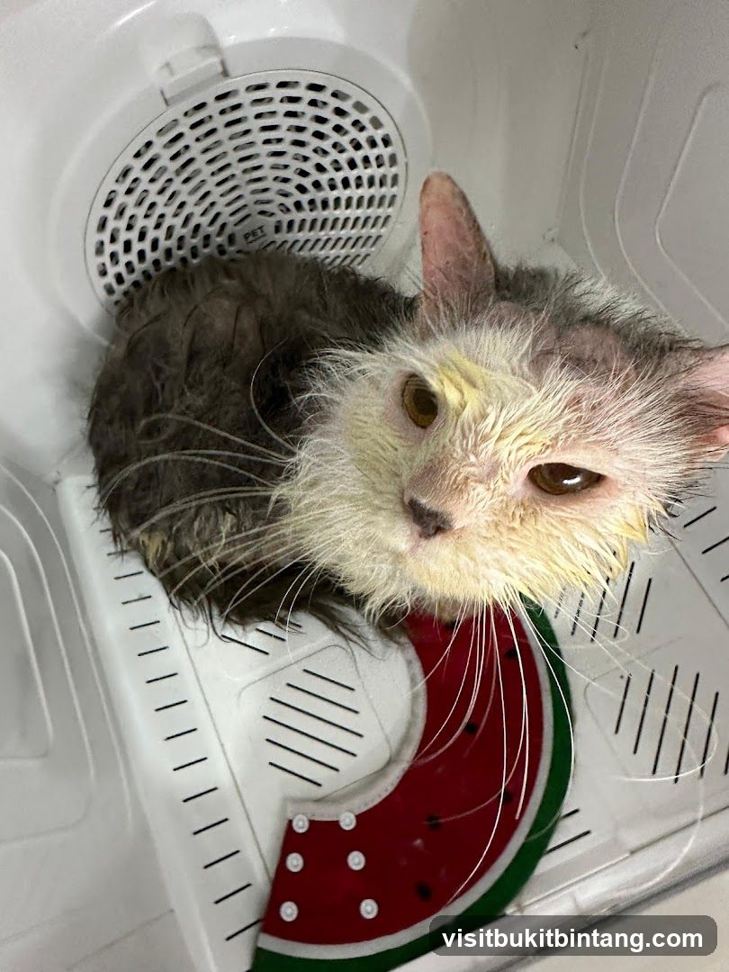 Wet Cat in Dryer