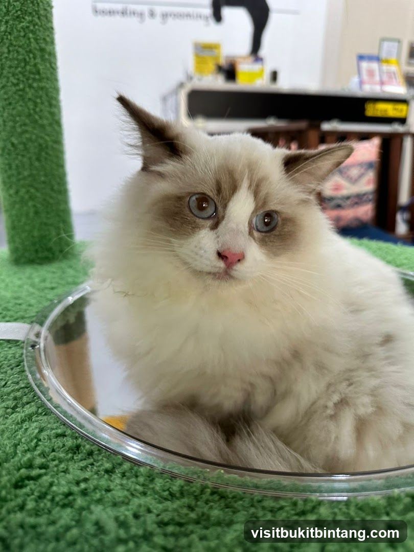 Fluffy Cat in a Pet Salon