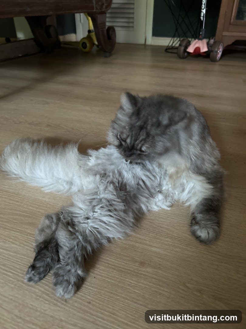 Cat grooming on floor