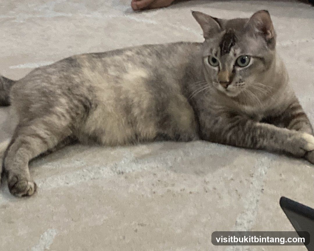 Cat lying on floor