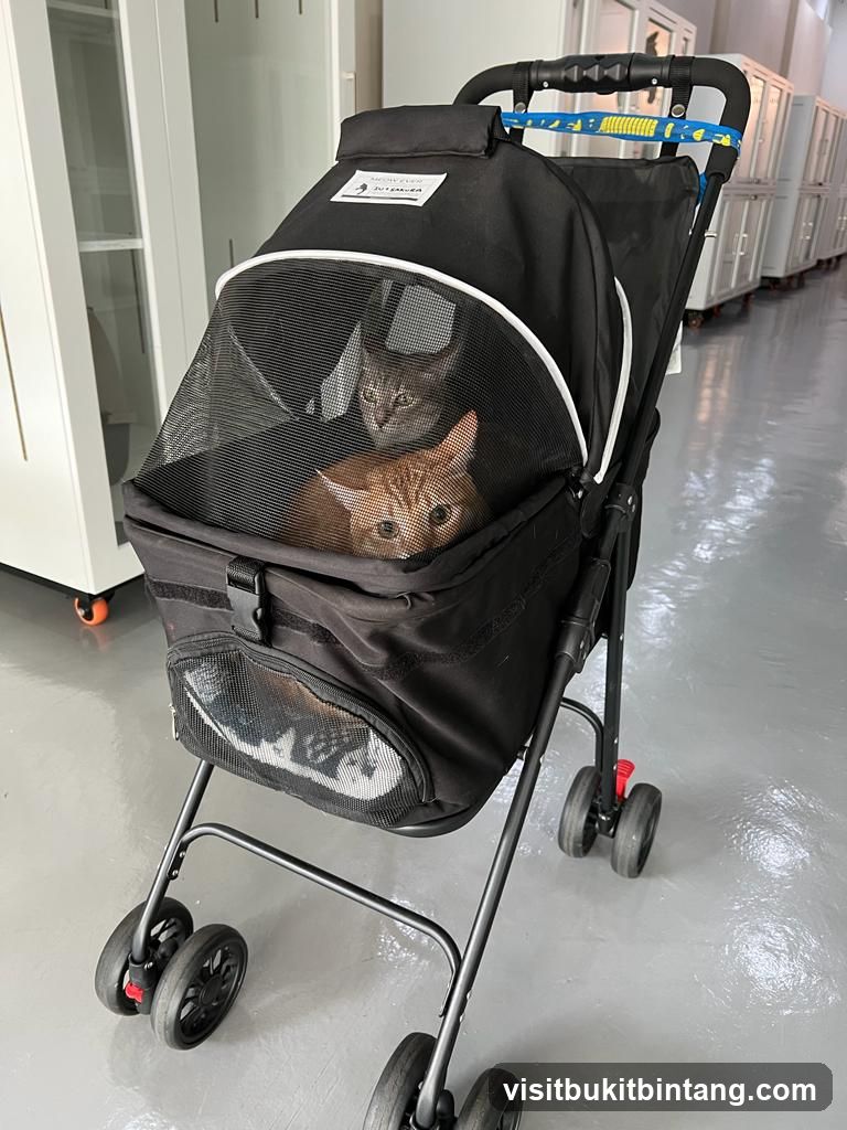 Two Cats in a Pet Stroller