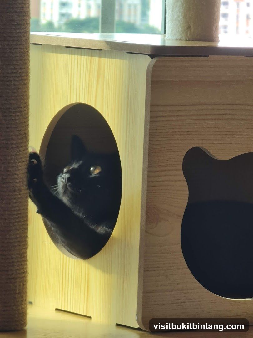 Black cat in a wooden cat tree