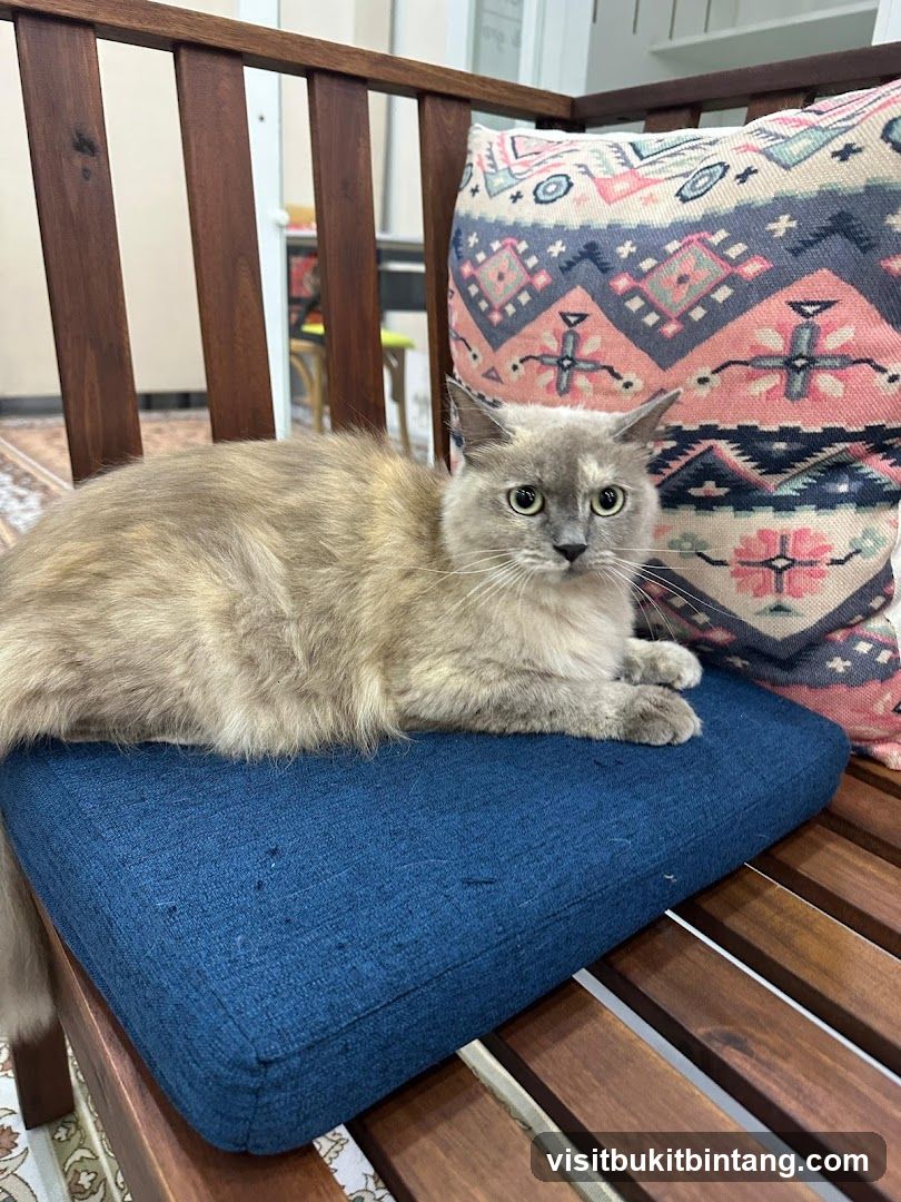 Cat on a bench