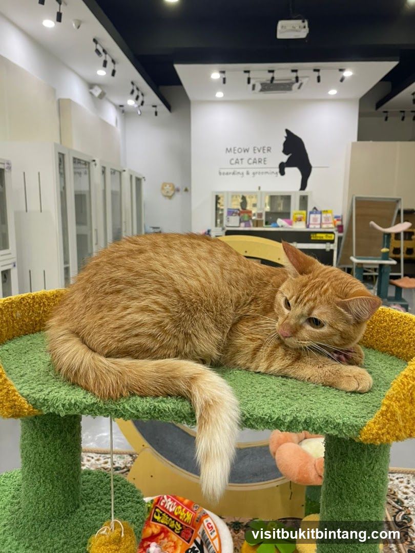 Cat relaxing in a cat care facility