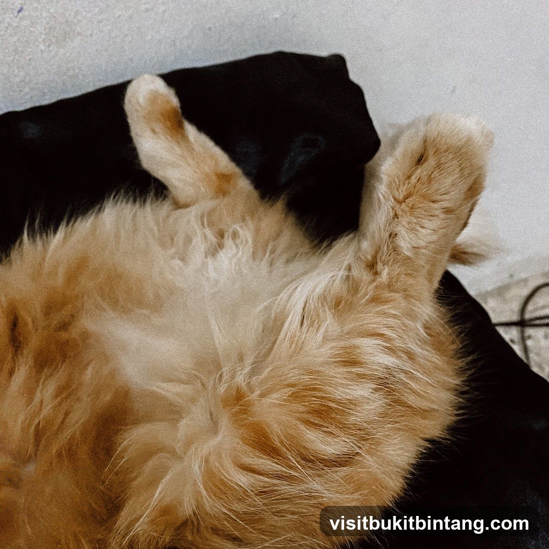 Furry Cat Lying Down