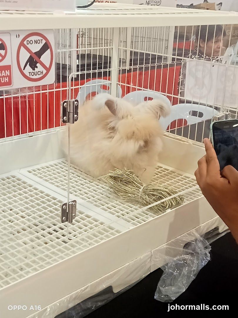 Fluffy rabbit in a cage