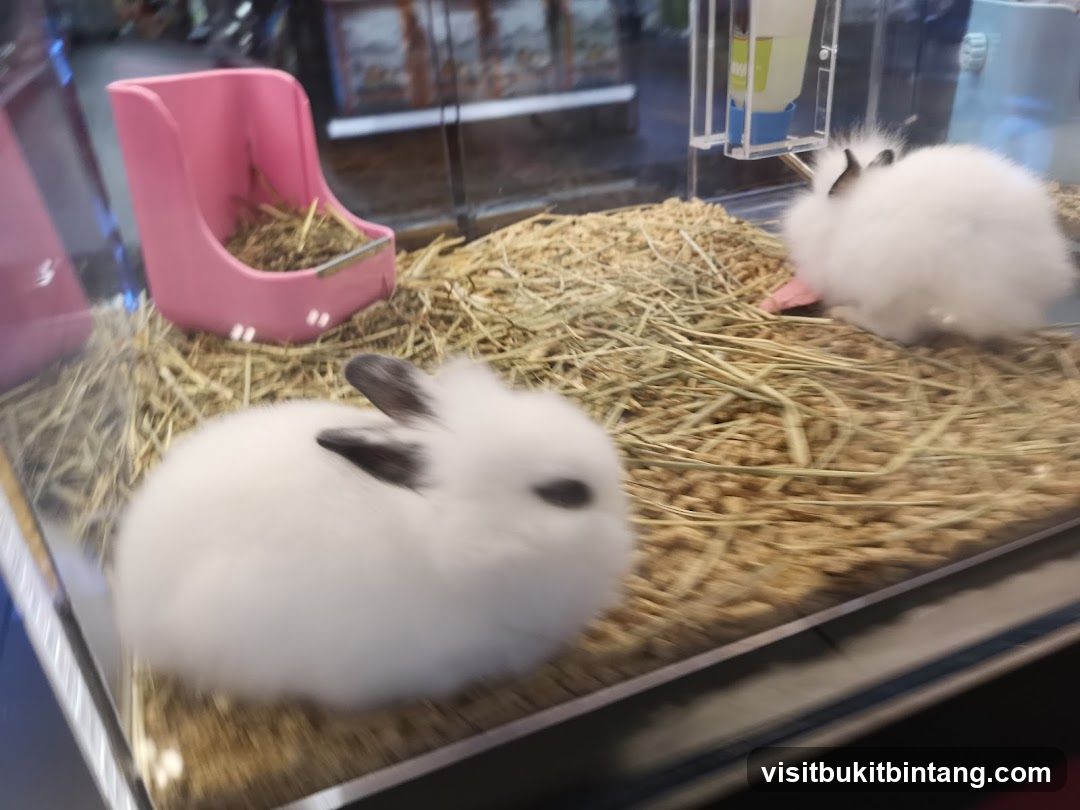 Two fluffy white bunnies in a hay-filled enclosure