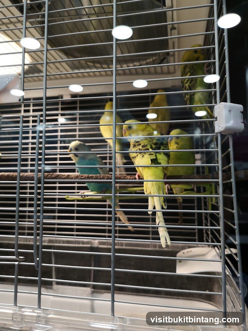 Budgies in a cage