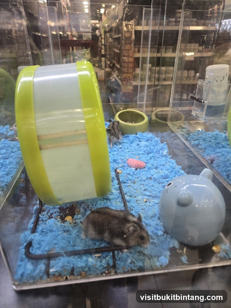 Hamster Habitat