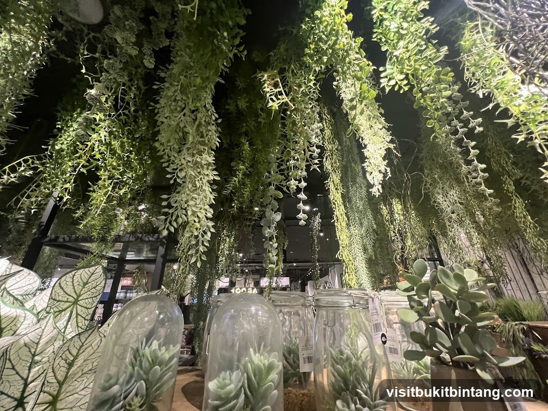 Hanging Plants and Succulents