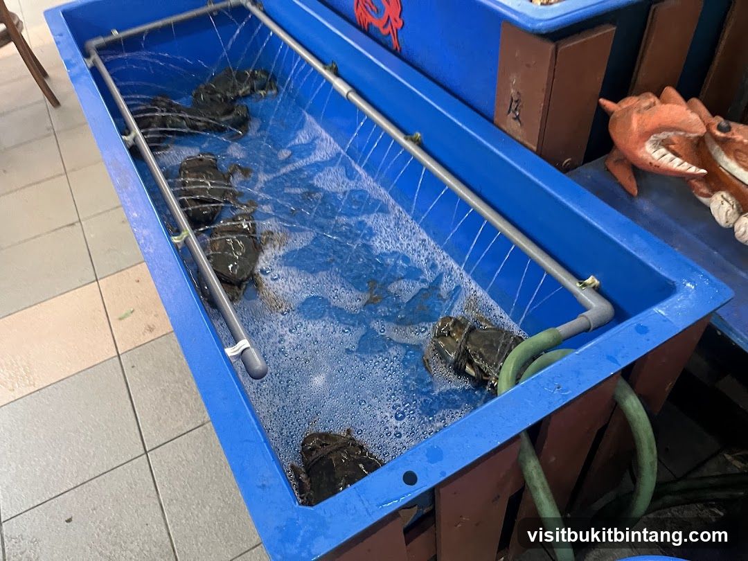 Live Crabs in Tank