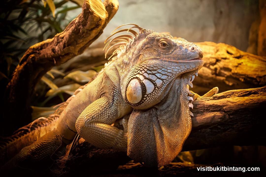 Iguana on a branch