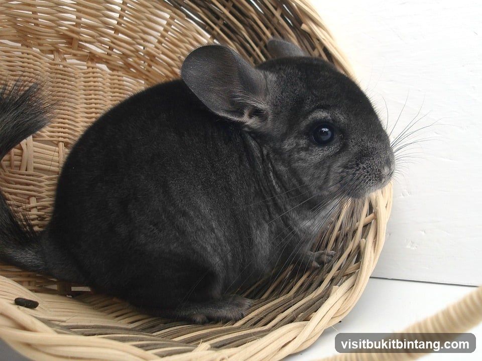 Chinchilla in a Basket