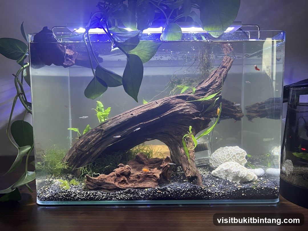 Aquarium with Fish and Plants