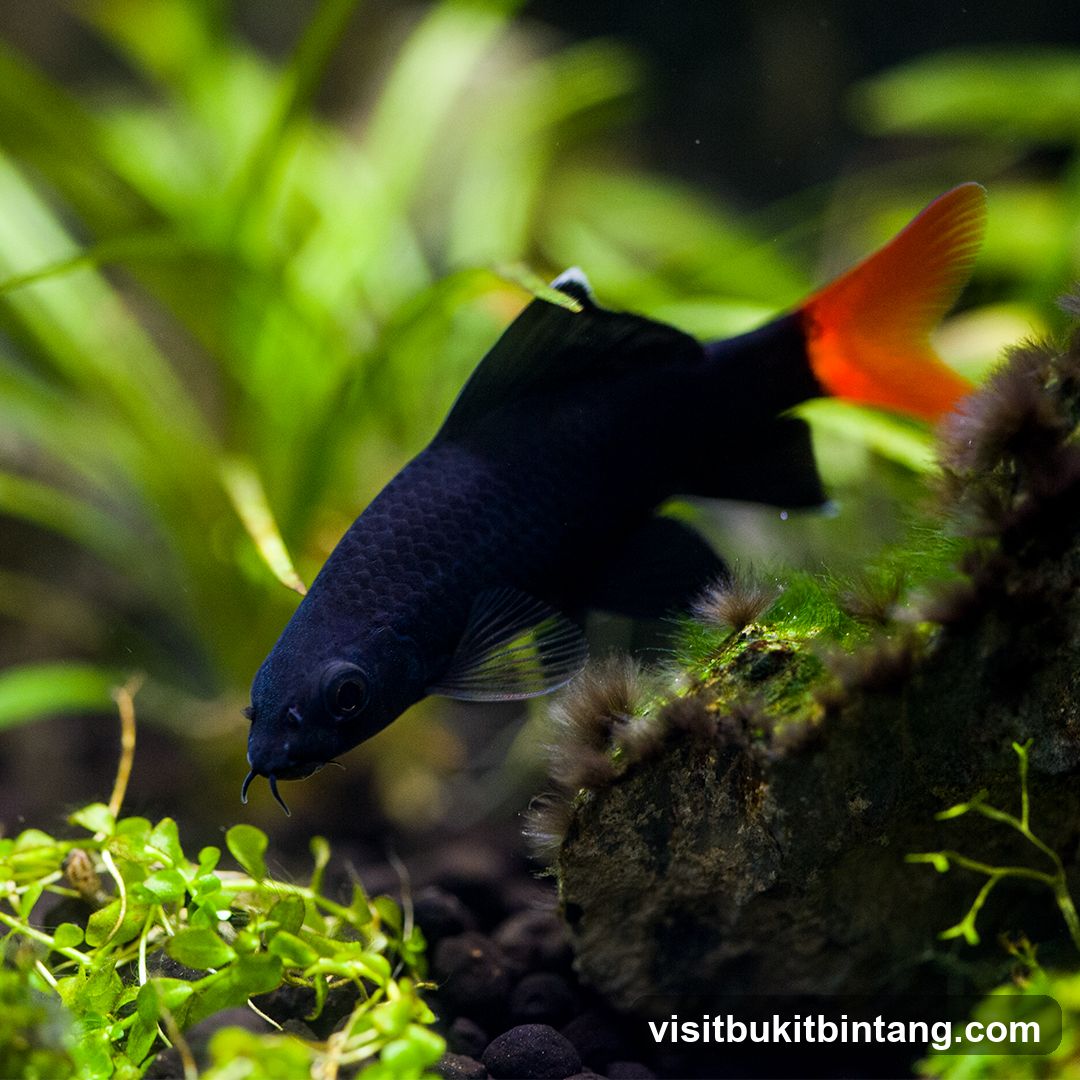 Black fish with orange tail in aquarium