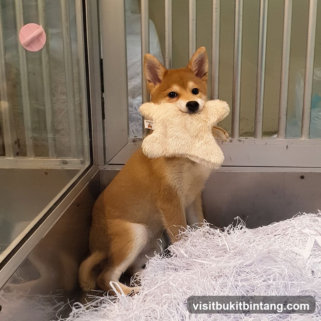Puppy with Toy