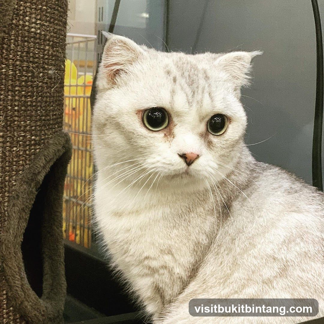 Cat in a pet carrier