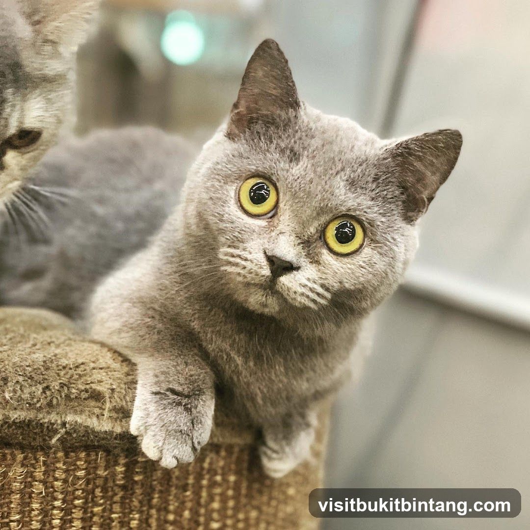 Two British Shorthair Kittens