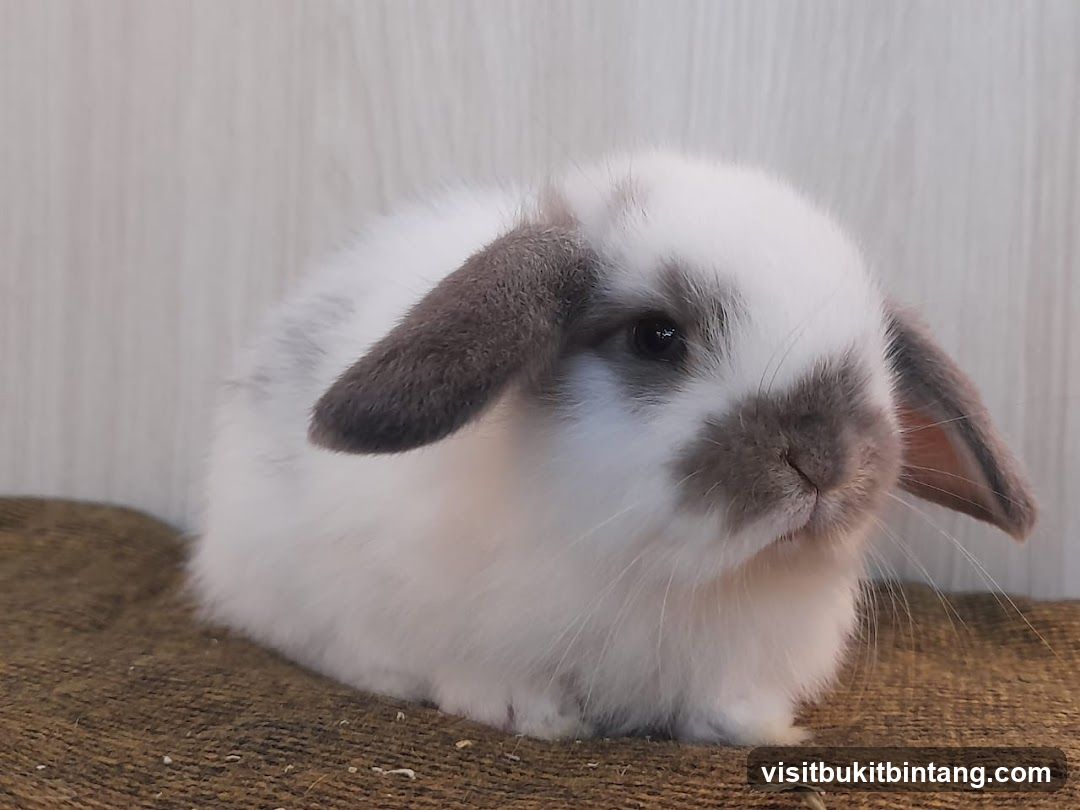 Baby Lop-Eared Rabbit