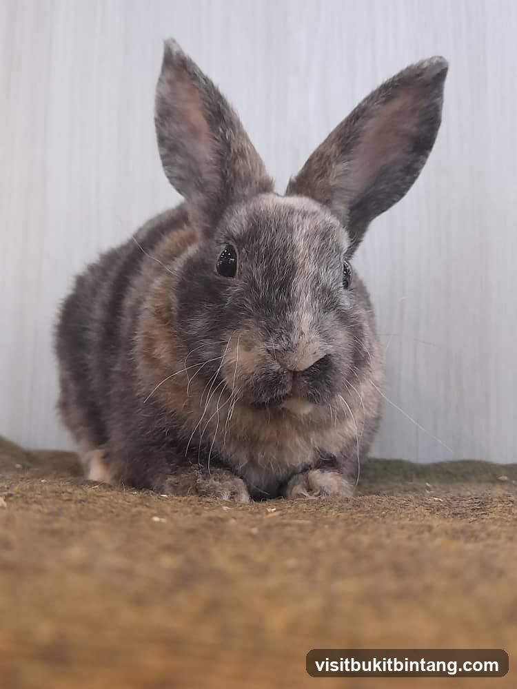 A close-up of a rabbit
