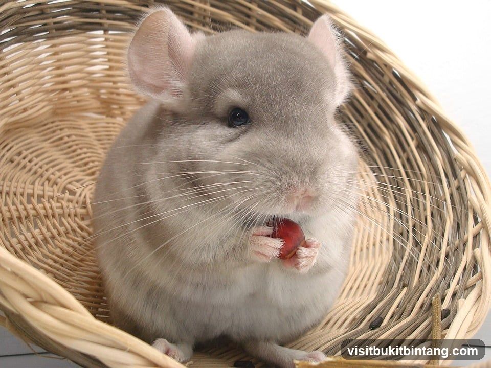 Chinchilla Eating a Berry