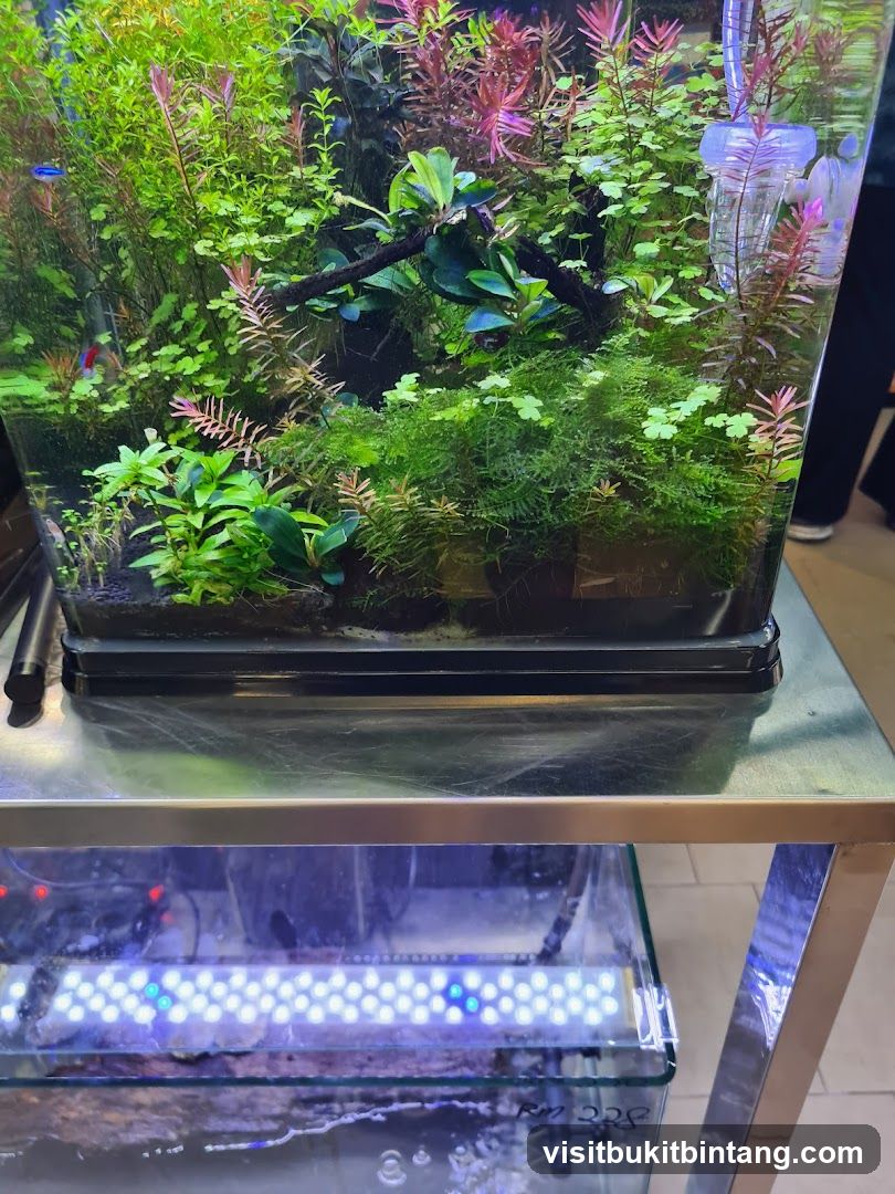 Aquarium with Lush Greenery and Fish