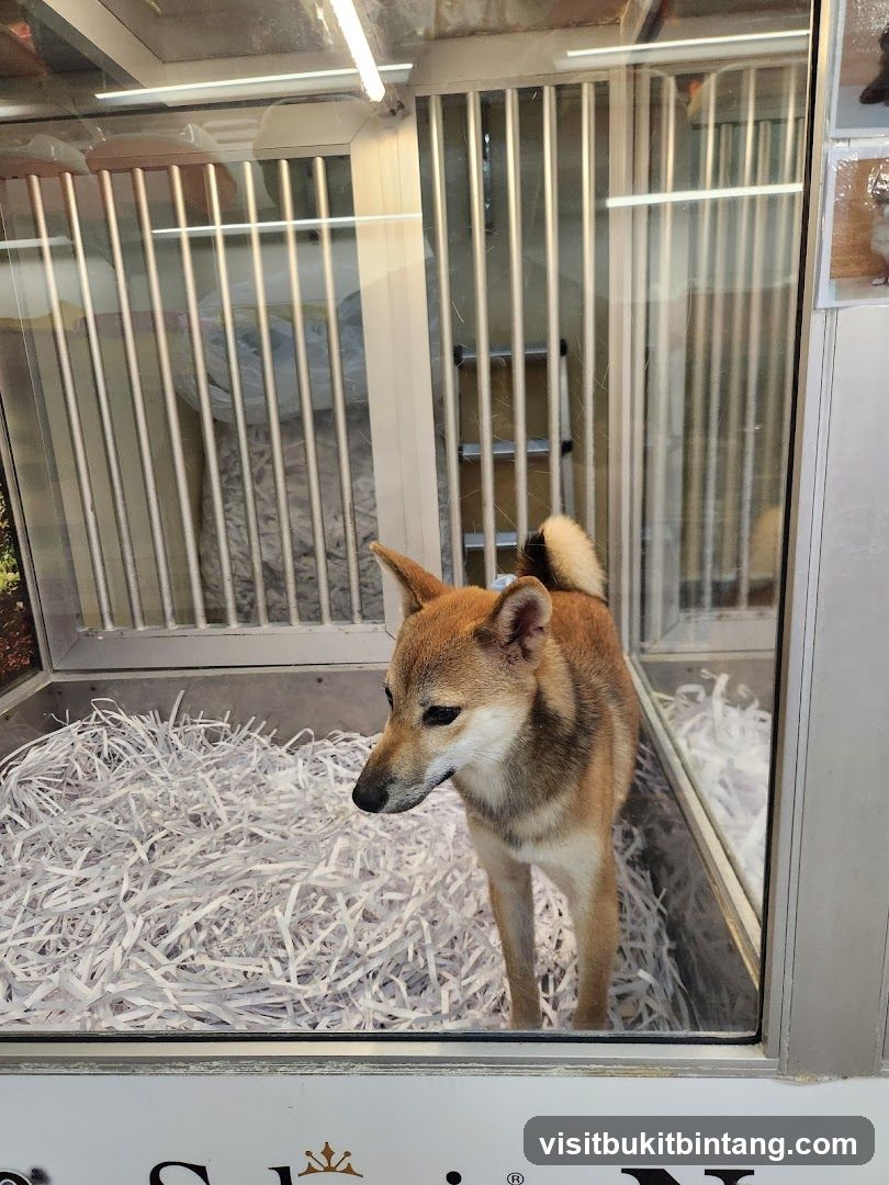 Shiba Inu in a Kennel